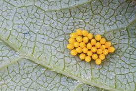 The alarming yellow and black coloration on the black and yellow mud dauber causes many observers to slowly back away. The 4 Stages Of The Ladybug Life Cycle