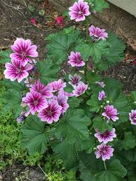 Malva 'zebrina' is an heirloom flower that was popular in victorian gardens. Pin On Def Vaste Plant