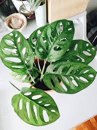 Where To Find Highly Instagrammable Long Lasting Monstera Leaves Plants Pretty Plants Cool Plants