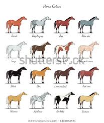 Set Horse Color Chart Breeds Equine Stock Vector Royalty