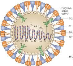 Image result for Influenza