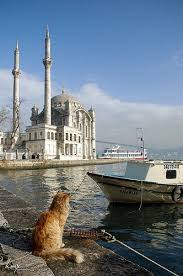 Ortakoy Istanbul Istanbul Cats Istanbul Turkey