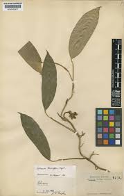 Image result for Culcasia orientalis