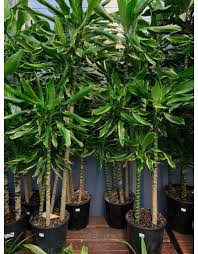 Image result for Dracaena steudneri