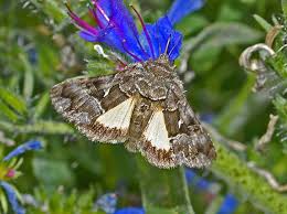 Image result for Syngrapha hochenwarthi