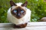Siamese cat - Wikipedia