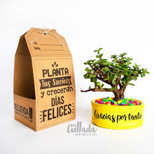 Jade bonsai/how to create thick trunkon viewers demand we have shown how to create thick trunk of jade plants and how to make jade bonsai.for our other ja. Bonsai Natural Arbol De La Prosperidad Quelullada