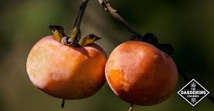 We did not find results for: How To Grow An American Persimmon Tree Gardening Channel