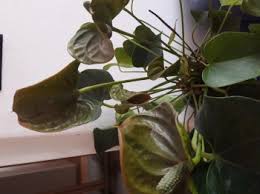 Image result for dipladenie amonea