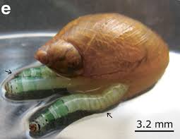 Parasite of the Day: Leucochloridium paradoxum (revisited)