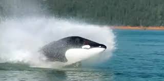 Tweepersoons Onderzeeboot Te Koop Geen Speciaal Brevet Nodig