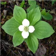 Wildflower Seeds Cornus Canadensis Bunchberry Wild Flower Seeds Plants Wild About Flowers Alberta Canada Flower Seeds Plants Wildflower Seeds