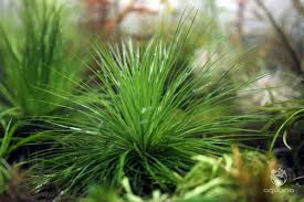 Image result for Eriocaulon buchananii