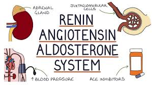 Image result for Aldosterone