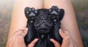 Cats are fastidious about their hygiene, and a combination of paws and tongue are their tools of choice, dr. Are Dogs Ticklish And What Is A Tickle Spot How To Tickle A Dog