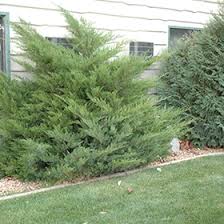 Juniperus media mint julep en planeta huerto. Mint Julep Juniper Juniperus Chinensis Mint Julep In Columbus Dublin Delaware Grove City Gahanna Bexley Ohio Oh At Oakland Nurseries Inc