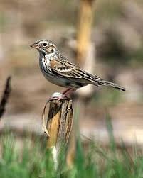 Small Birds Native To Michigan Vesper Sparrow Pooecetes Gramineus Inhabits Grasslands And Fields Across Much Of The North Central United States And Canada As It Sparrow Vesper Pet Birds