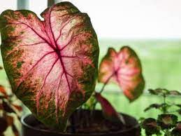 Shop our selection of water lilies and begonia bulbs. Caladium Houseplant Care How To Care For Caladium Indoors
