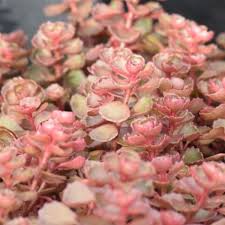 Growing only 4 to 6 inches tall, the succulent green leaves are edged in dark cranberry and covered with vivid red, starry flowers in late summer. Sedum Spurium Dragons Blood