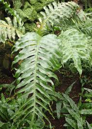 Image result for Drynaria volkensii