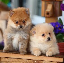 30+ most beautiful pomeranian dog photos and pictures. Best Food For Pomeranian Puppy Dogs What To Feed Your Pom Puppy
