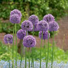 Allium Gladiator White Flower Farm Fall Plants Flowers