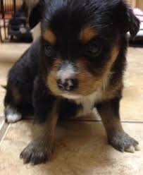 Adopt Choco On Petfinder Dog Adoption Chihuahua Dogs King Charles Spaniel
