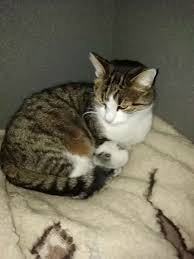 Min Katt Du Gillar Katter Skriv Till Mig Spela Pussel Gratis Pa Puzzle Factory