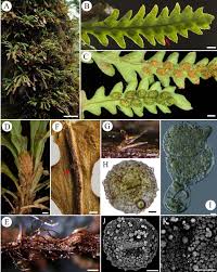 Image result for Lellingeria