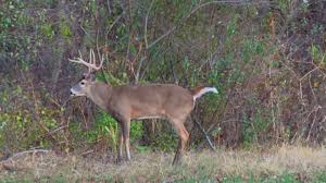 In cook, dupage and lake counties, and that portion of kane county east of state rte 47: Big Illinois Whitetail Gets Smoked By A Bow Hunting Hottie Youtube