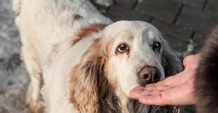 dogs have that sixth sense dogs animals images bad person