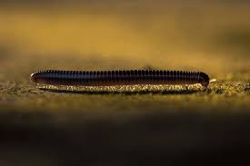 Wood ash is a great home remedy to get rid of millipedes. Best Millipedes Control Products And Home Remedies That Work How I Get Rid Of