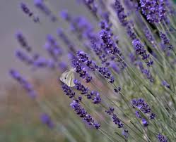Lavendel schneidet man für duftsäckchen, bevor der lavendel richtig aufblüht. Lavendel Richtig Schneiden Nachgeharkt