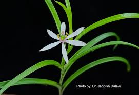 Image result for Iphigenia pauciflora