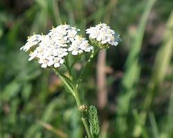 صورة قيصوم flower