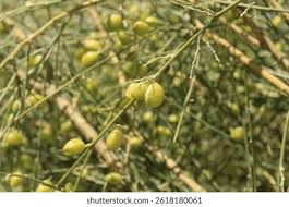 Image result for Retama monosperma