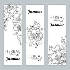 Weitere ideen zu blumen tattoo vorlage, blumen tattoo, tattoo vorlagen. Vector Vertikale Vorlagen Mit Umriss Jasmin Blumen Knospe Und Leinwandbilder Bilder Kranz Jasmin Linear Myloview De