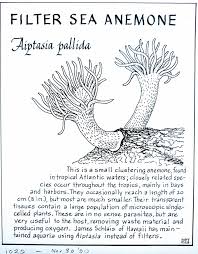 Black And White Sea Anemone Filter Sea Anemone Aiptasia Pallida Sea Anemone Anemone Ocean