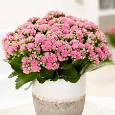Kalanchoe Blossfeldiana Don Nando Pbr Pink Flaming Katy Kalanchoe Blossfeldiana Plants House Plants