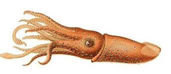 10 incredible animals without bones (olam shel emet (world. Animals Invertebrates