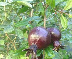 Ekstrak buah delima, selain mengatasi kanker prostat, juga dapat menghambat reproduksi sel kanker payudara bahkan membunuh beberapa sel kanker itu. Buah Delima Untuk Rambut 6 Macam Manfaat Buah Delima Untuk Kesehatan Dan Kecantikan Cavenall
