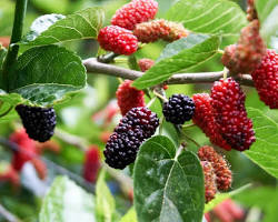 Image of Berry trees