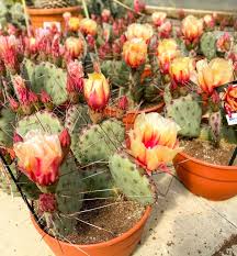 Rebutias are native to south america. Our Opuntia Macrocentra Violacea Are In Full Bloom Originating From Southern Usa These Cacti Have Greyish Green Leafy Pads That Tint To A Shade Of Purple