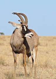 Antilope Definition Description Habitat Alimentation Instinct Animal Ces singes de la savane peuvent tuer un léopard quand ils sont en groupe. instinct animal
