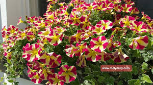 Duet rhoma irama dan ida royani. Musim Panas Musim Bunga Mawar Petunia Angelonia Gerania Dahlia Hydrangea Dkk Di Austria Mely Daily From Austria
