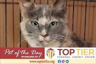 Clarion County Adoptable Pet of the Day: Rosy Barb - exploreClarion