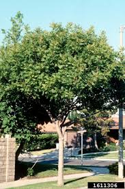 Pistache will make the best fall color when grown in full sunlight. Backyard Gardener Consider Planting Chinese Pistache Trees September 16 2020