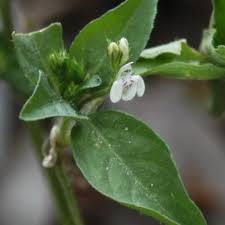 Image result for Justicia exigua