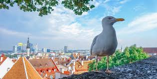 Its closest ethnic and linguistic buddy is finland, though 50 years of soviet rule in estonia have separated the two. Top 10 Things Not To Do In Estonia The Sustainable Travel