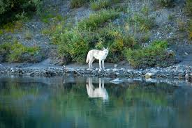 Photographer ronan donovan travels to the high arctic to learn more about the mysterious social predator, the white wolf. Moonday Night Howl With Lola 9 2 2019 Fml Main Chatter Chatter Fantasy Movie League